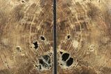 Tall, Petrified Wood Bookends - McDermitt, Oregon #240777-2